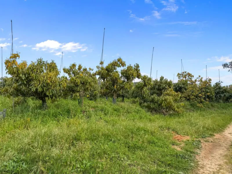 ***AVOCADO Plantation*** Income generating **** Gr... — Costa del Sol · Sotogrande